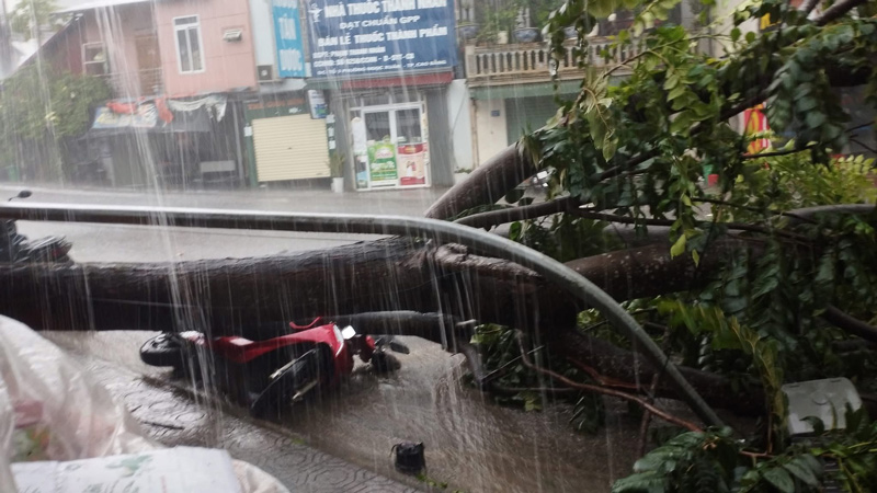 Mot chiec xe may bi cay xanh do, de trung trong mua lon. Anh: Ha Cuong