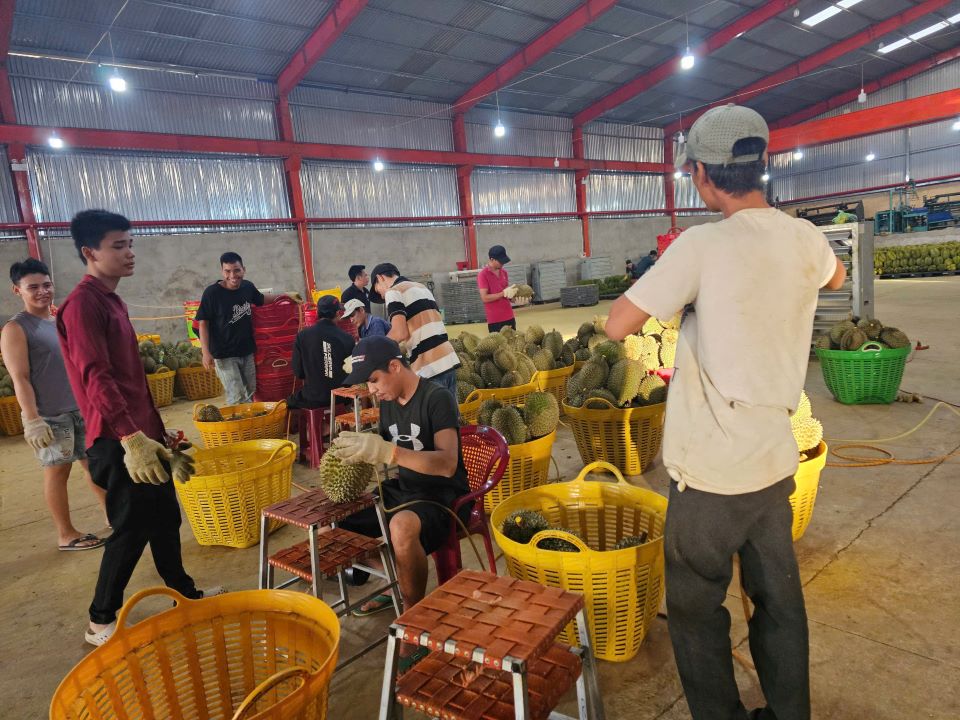 Durian warehouses will be cleaned to remove O-lyngite. Photo: Thanh Quynh
