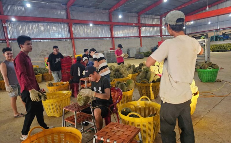 Durian warehouses will be cleaned to remove O-lyngite. Photo: Thanh Quynh