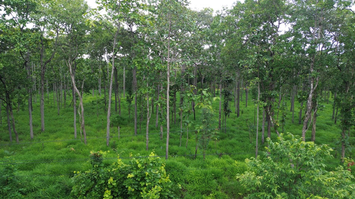 Ia MoBia Ia Puch 코뮌 국경의 코프 숲. 사진: Thanh Tuan