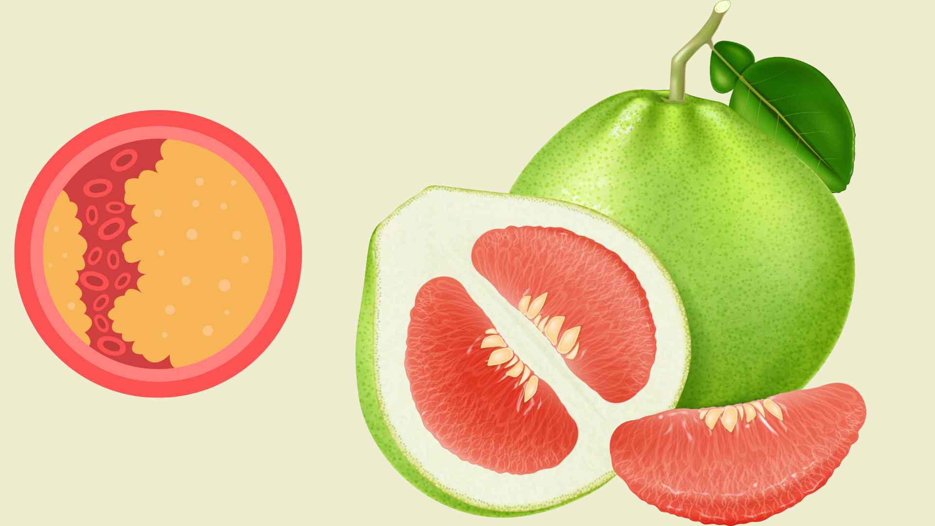 Eating grapefruit helps reduce blood fat effectively. Graphic photo: Hoang Loc