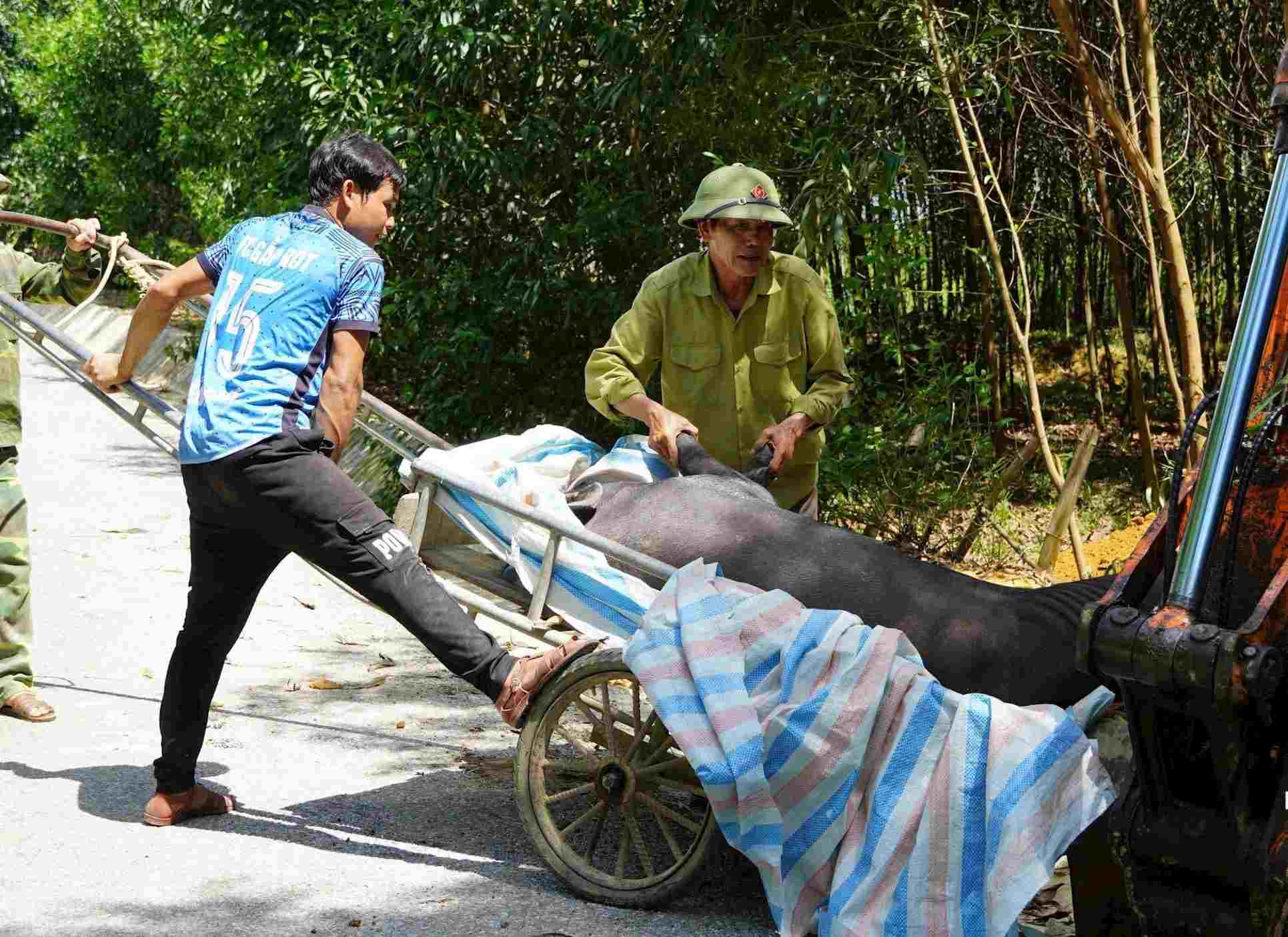関係当局は、ゲアン省でアフリカの豚疫病で死亡した豚を処分しています。写真:バオ・ハン