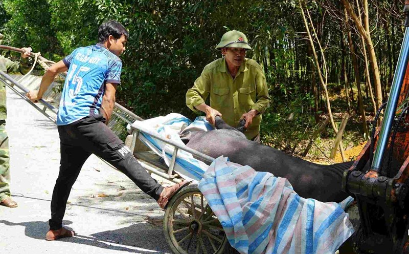The authorities destroyed pigs that died from African swine fever in Nghe An. Photo: Bao Han
