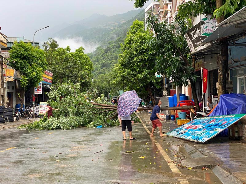 Cay xanh nga do. Anh: Tan Van