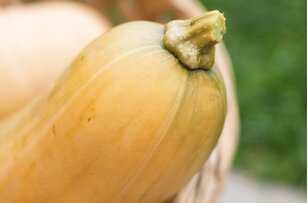 Zucchini, low in calories but has many benefits. Photo: Thuy Duong