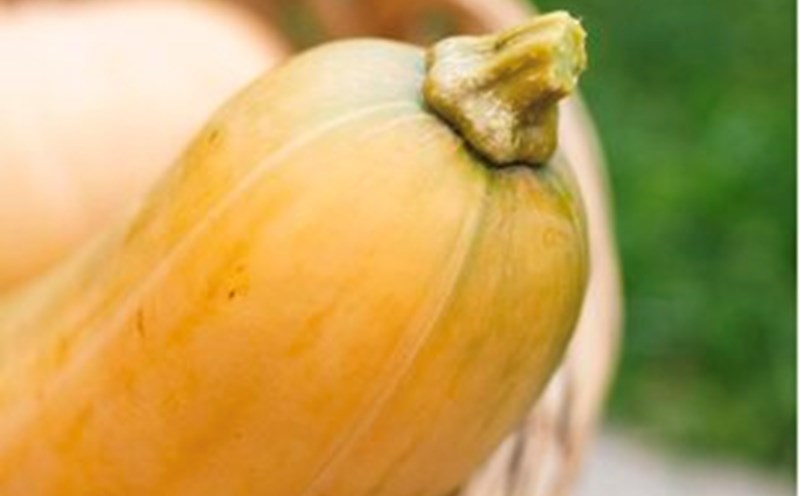 Zucchini, low in calories but has many benefits. Photo: Thuy Duong