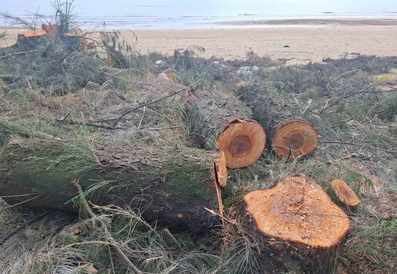 Les racines de phi lao appartenant a la foret de protection cotiere de la commune de Thach Khe que les habitants exploitent de leur propre initiative. Photo : Tran Tuan
