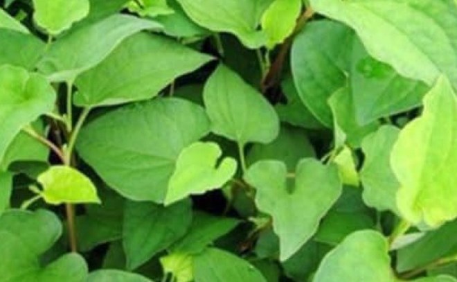 Tác dụng giải độc của loại rau có vị tanh