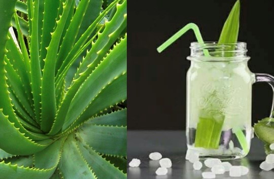 Aloe vera drink has the effect of stabilizing blood sugar. Graphic photo: Huong Giang.