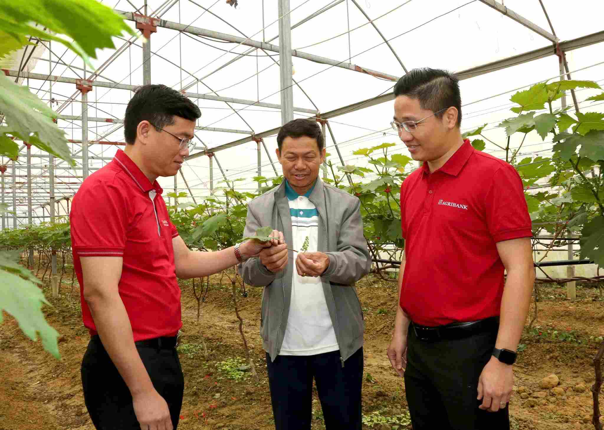 Agribank dong hanh cung nguoi dan phat trien san xuat, dua von tin dung den dung nhu cau thuc tien tai khu vuc nong thon. Anh: Huong Thao