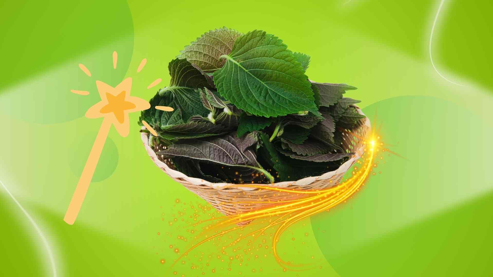 5 ways to use perilla leaves to help beautiful, clean liver sleep well. Graphic photo: Hoang Loc