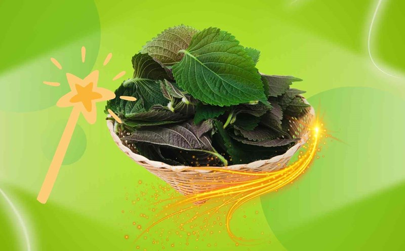 5 ways to use perilla leaves to help beautiful, clean liver sleep well. Graphic photo: Hoang Loc