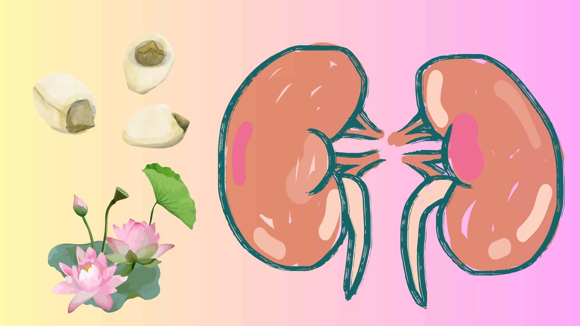 蓮の種を正しく使う3つの方法で簡単に腎臓を解毒。イラスト:フエン・チャン