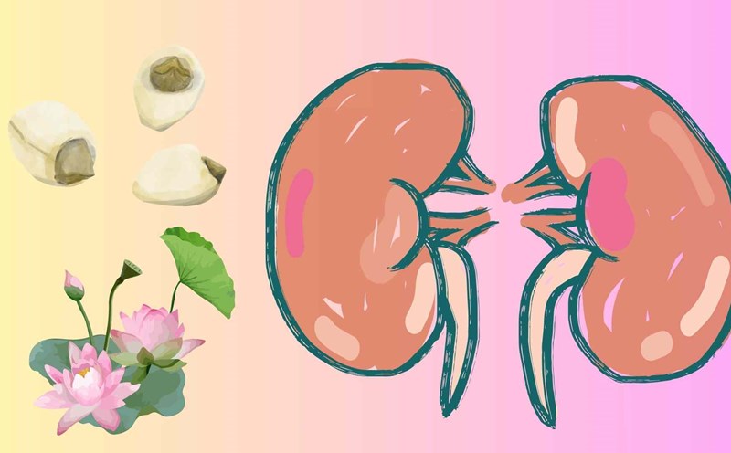 Detoxify the kidneys easily with 3 ways to use lotus seeds properly. Graphics: Huyen Trang