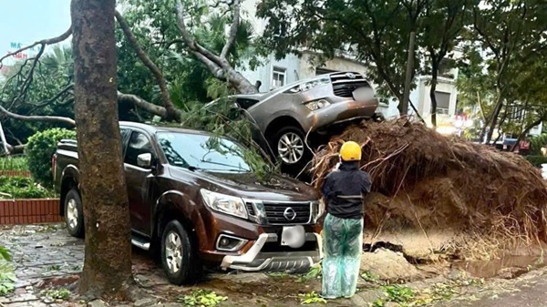 9월 19일 오후 폭풍우 후 하노이의 가로수가 뿌리째 뽑혀 자동차를 덮쳤습니다. 사진: Thach Moc