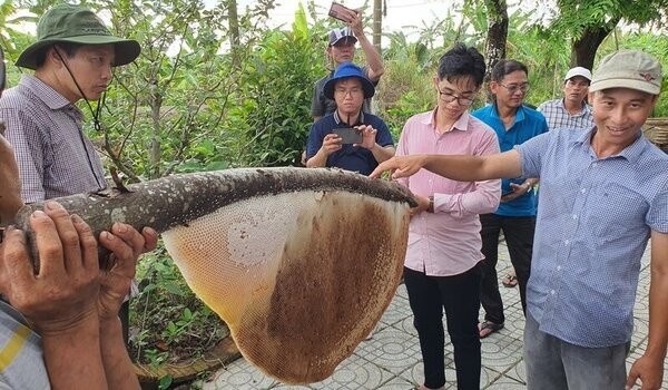 Ve rung U Minh trai nghiem gac keo ong, tu tay thu hoach ong mat. Anh: Nhat Ho