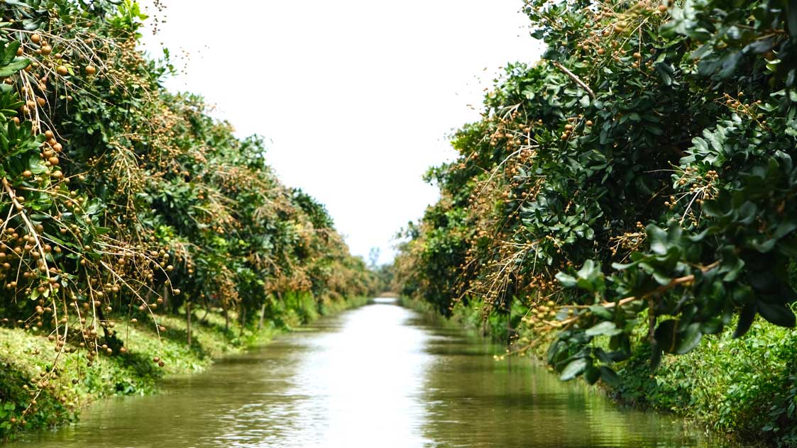 Thanks to farming according to VietGAP and GlobalGAP standards, many types of Vietnamese agricultural products have increased in value and confidence in export.