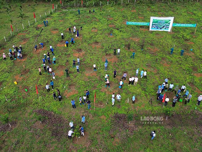 2025年5月にディエンビエン省トゥアンガイ村で症例発生植物の植栽、手入れを開始。写真:クアン・ダット