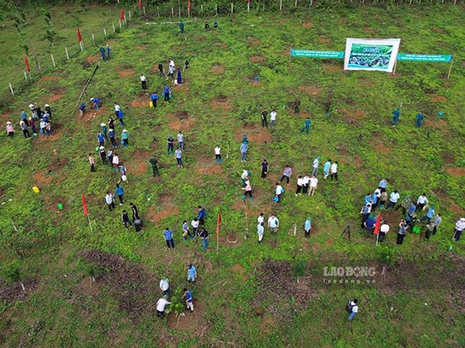 Điện Biên cho doanh nghiệp thuê gần 2 triệu m2 đất trồng mắc ca