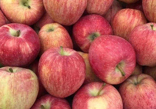 Táo là một trong những loại trái cây có chỉ số đường huyết thấp được khuyên dùng trong bữa sáng để hỗ trợ giảm mỡ bụng. Ảnh: Kiều Vũ