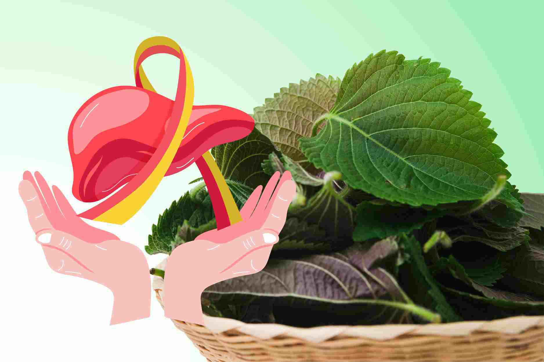 Improve liver function with popular vegetables in daily meals