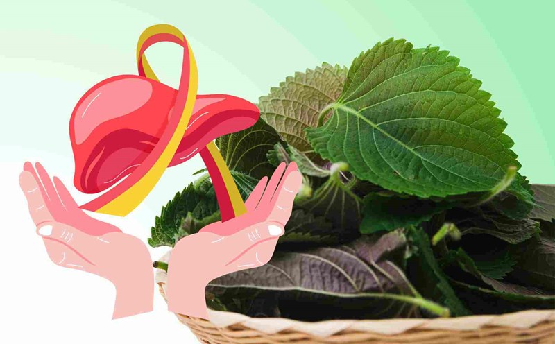 Improve liver function with popular vegetables in daily meals