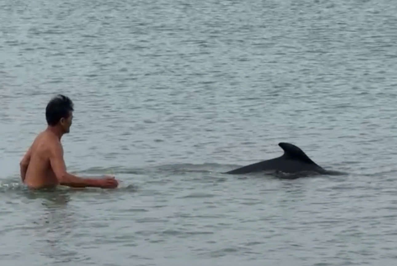 人々は、クア・トゥン・ビーチの近くに登場するイルカと遊んでいます。写真：H.Nguyen