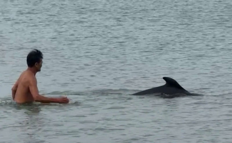 La gente juega con delfines que aparecen cerca de Cua Tung Beach. Foto: H.Nguyen