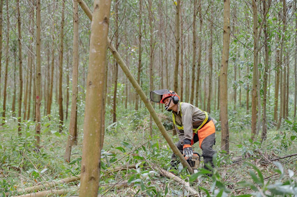 Vietnam esta convirtiendo gradualmente el bosque en un "tanque de carbono natural" (la foto es el empleado de la empresa forestal de Quy Nhon podando arboles). Foto: Kim Khanh Street