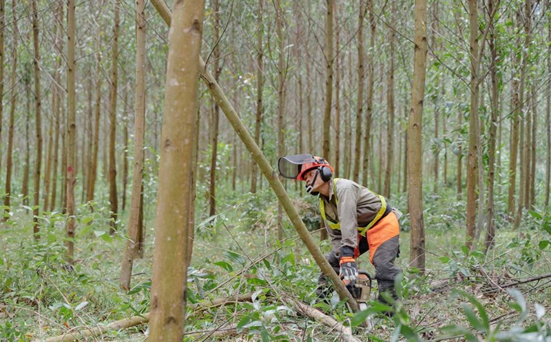 Vietnam is gradually turning forests into "natural carbon tanks". Photo: Duong Kim Khanh