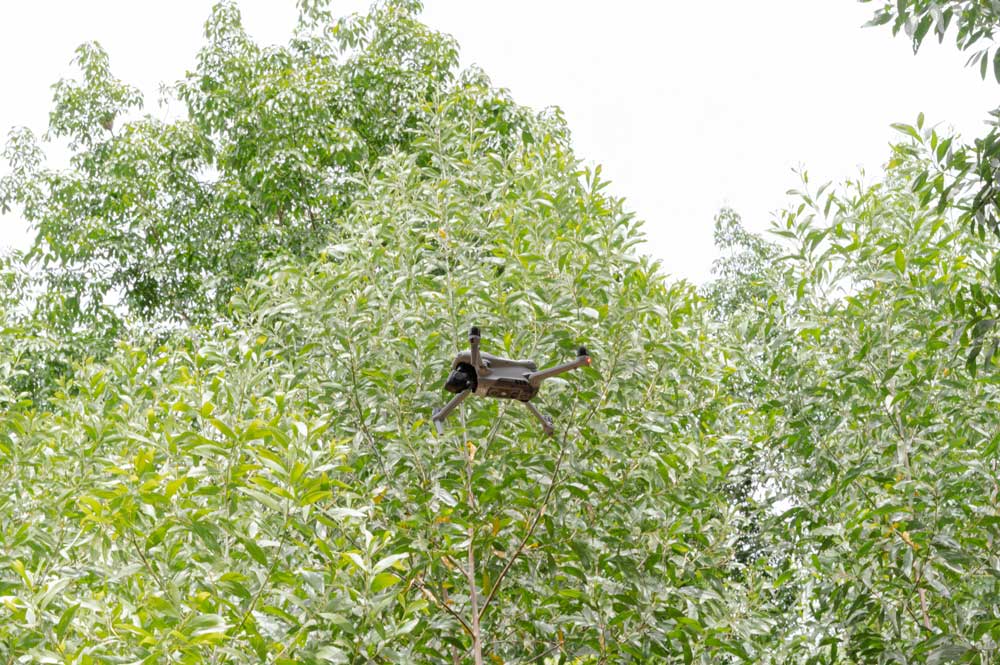 Drones of Quy Nhon Forestry Company Limited conduct forest reconnaissance to control and serve wood exports more effectively. Photo: Kim Khanh