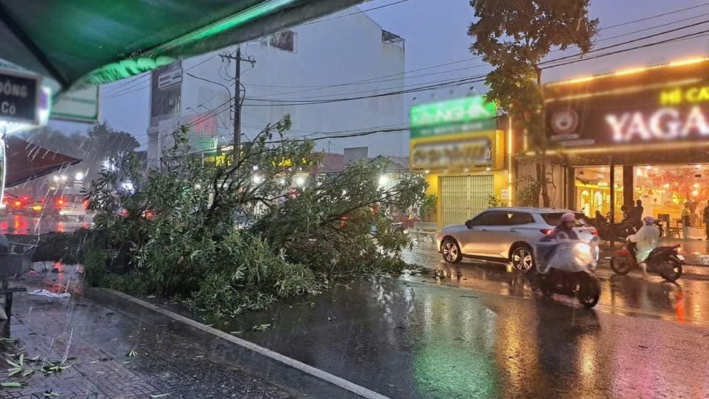 Thunderstorms and strong winds caused trees to fall in Phu Quoc.