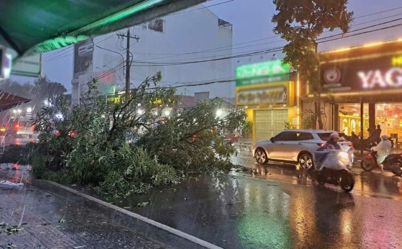 Thunderstorms and strong winds caused trees to fall in Phu Quoc.