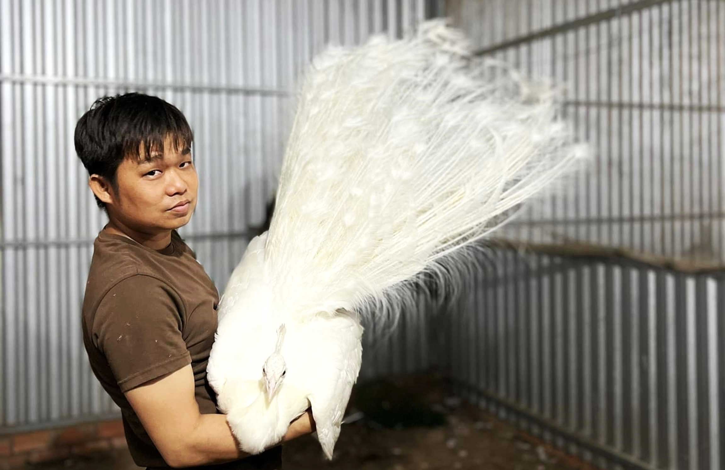 Mo hinh nuoi chim cong giup anh Tin co thu nhap on dinh, loi nhuan khoang 300 trieu dong/nam. Anh: NVCC
