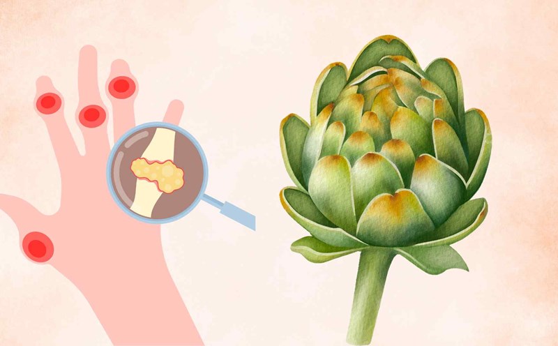 Artichoke has the effect of controlling uric acid levels effectively. Graphic photo: Thai Anh