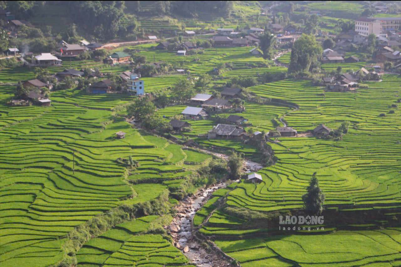 SaPa mua lua xanh dep muot mat tao nen buc trang cang tran suc song noi reo cao Tay Bac. Anh: Le Tuyen