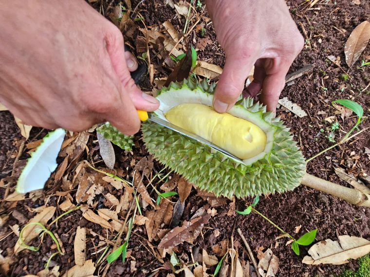 Mua nhieu khien sau rieng bi suong nuoc. Anh: Thanh Quynh
