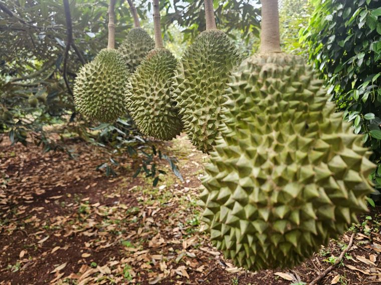 Sau rieng Musangking bi giam gia do suong nuoc. Anh: Thanh Quynh