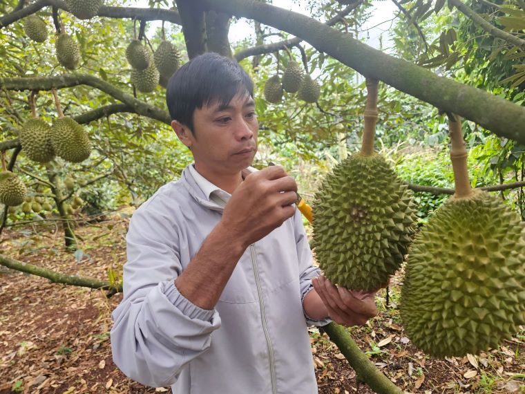 Thap workers in Dak Lak check the quality of durian. Photo: Thanh Quynh