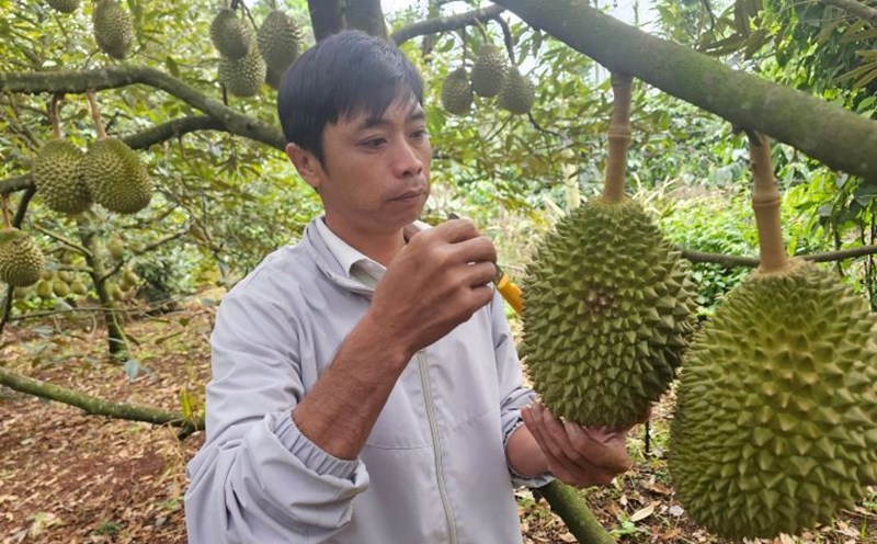 Thap workers in Dak Lak check the quality of durian. Photo: Thanh Quynh