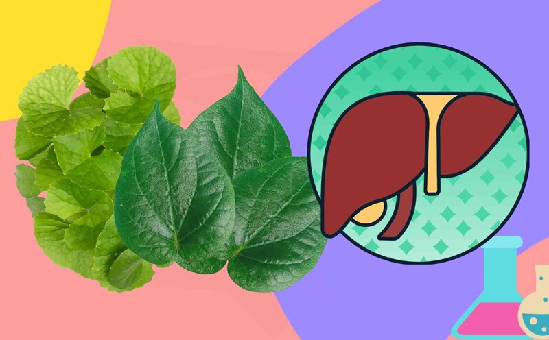 A pair of familiar herbs help the liver to detoxify quickly. Graphic photo: Thai Anh