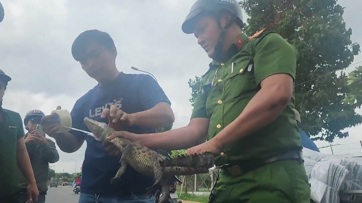 crocodile caught in the Black Water Canal in Ho Chi Minh City