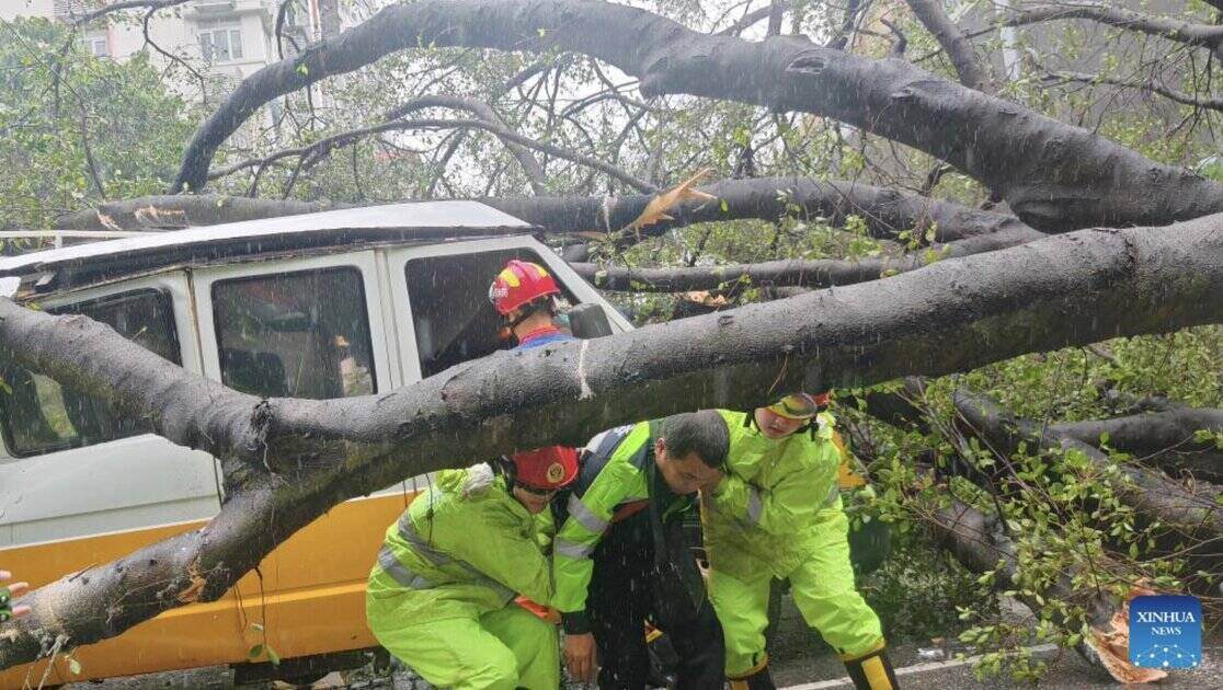 Cay do o tinh Quang Dong, Trung Quoc do anh huong cua bao Wipha. Anh: Xinhua 