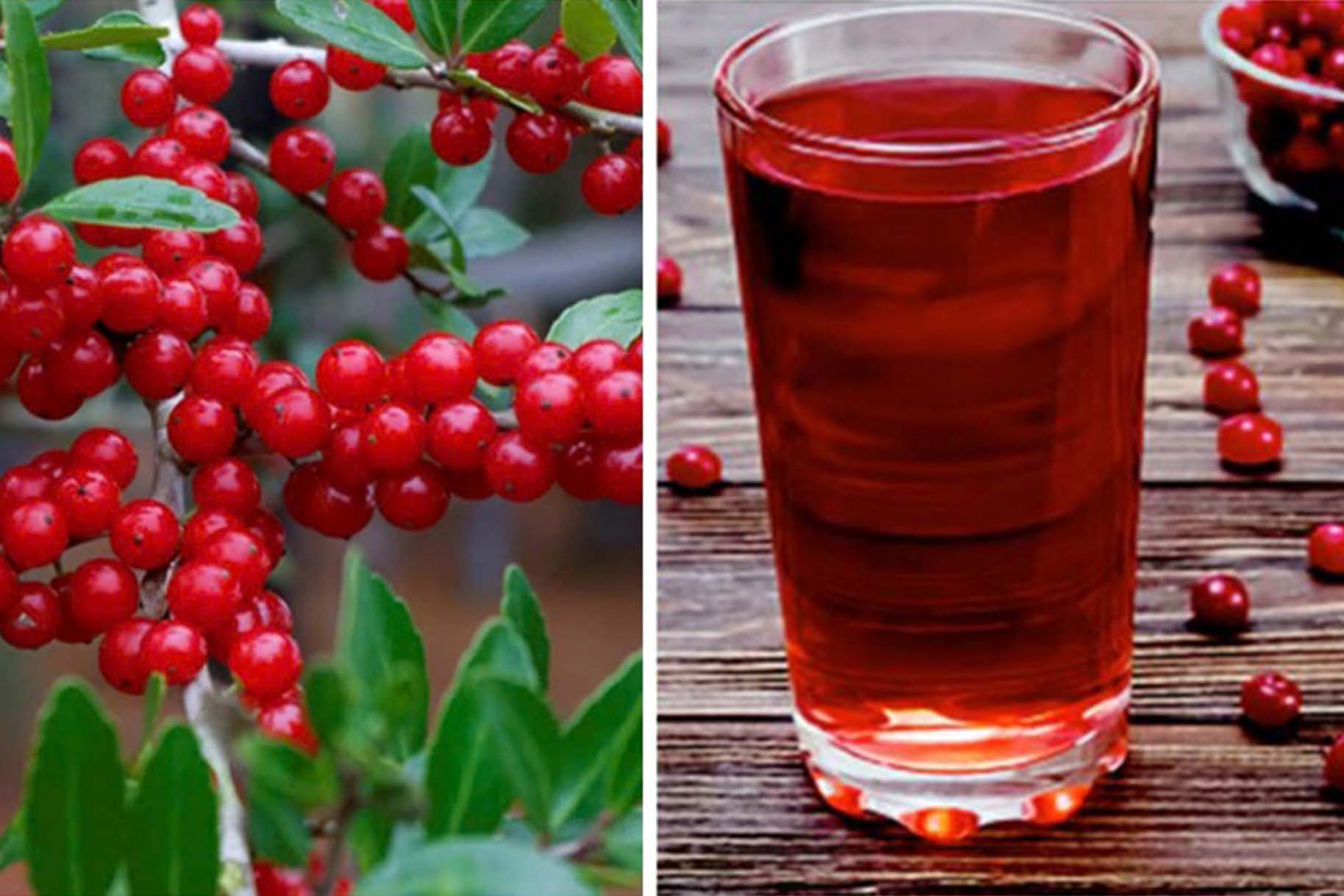 毎日使用するベトナムチョコレートジュースの長所と短所。グラフィック:Cat Tien