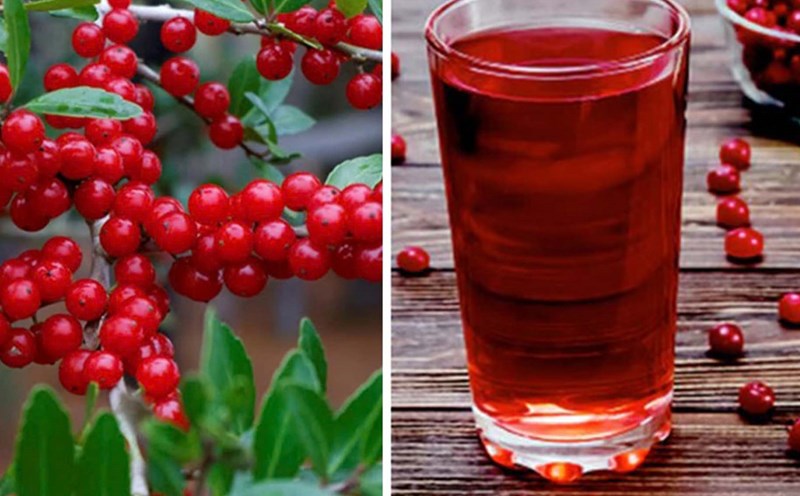 Advantages and disadvantages of cranberry juice if used daily. Graphics: Cat Tien