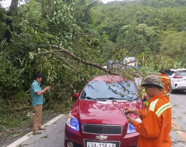 緑の木が倒れ、車に押しつぶされる。写真:Lam Hong