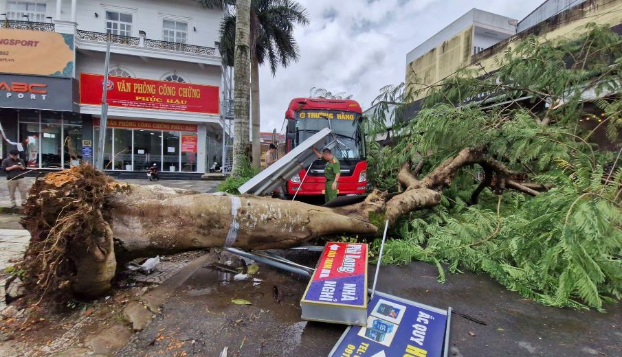 嵐の影響は、ラムドン州の複雑な雨と風を引き起こします。写真：ラムホン