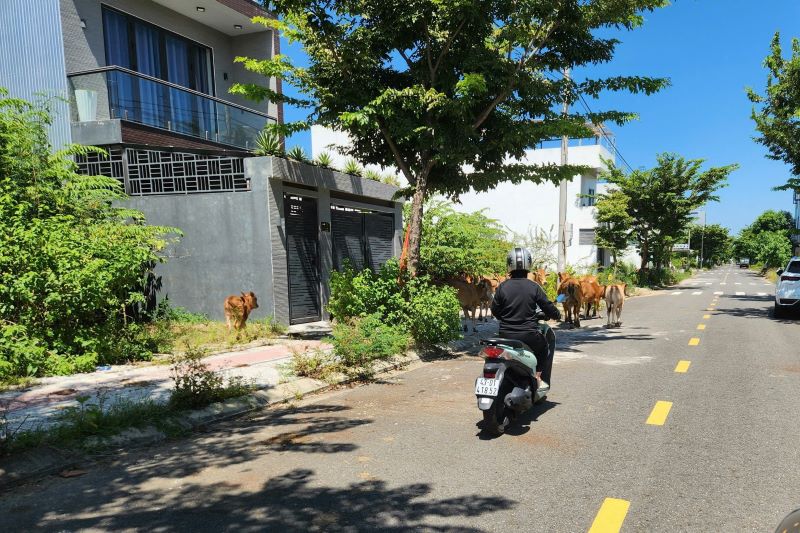 ダナンの区は、牛の放牧状況を完全に処理します。写真:住民提供