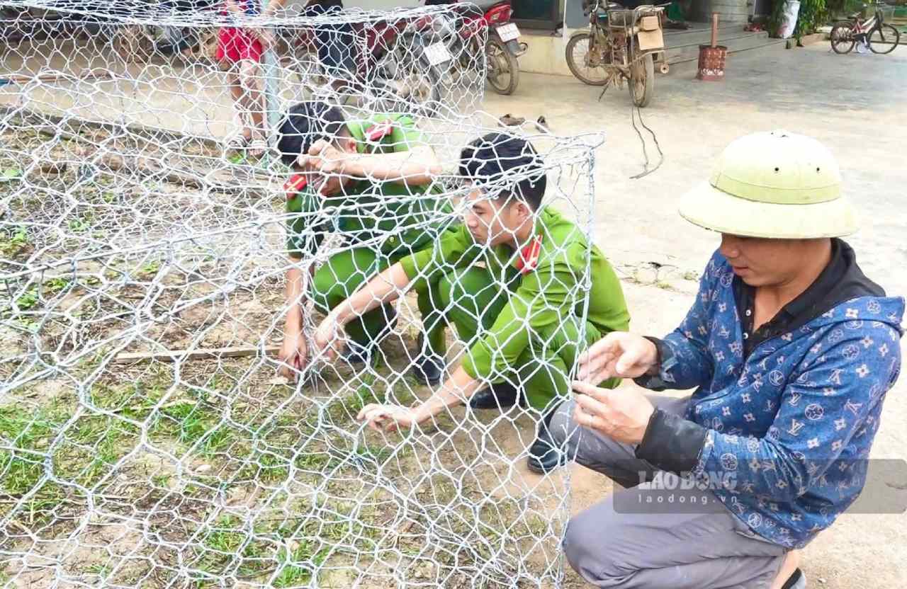 Gia co lai