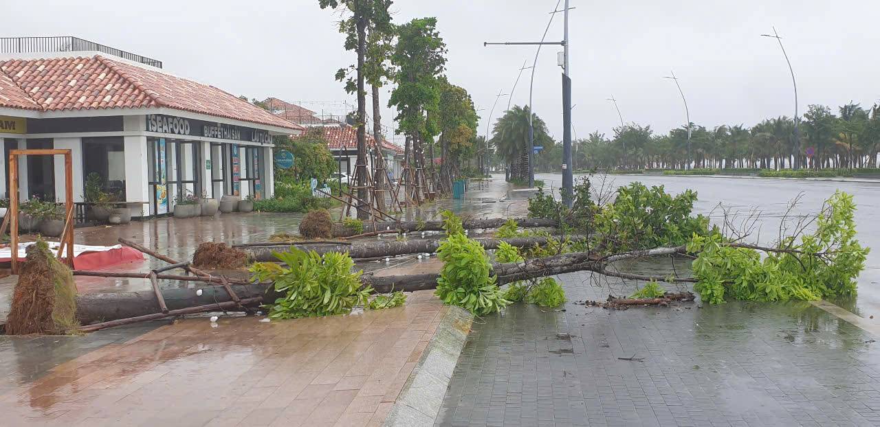 Bai Chayの多くの大きな木が台風3号の風で倒れました。写真:Nguyen Hung